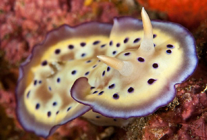 Chromodoris Kunei by Charles Wright 